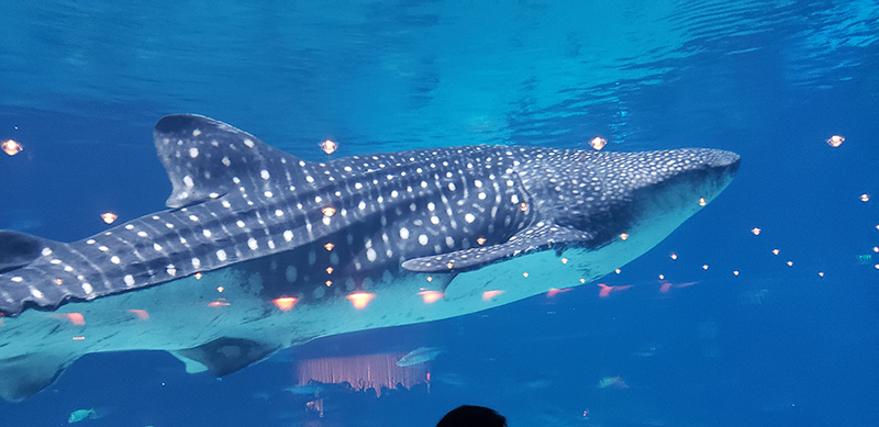 Georgia Aquarium